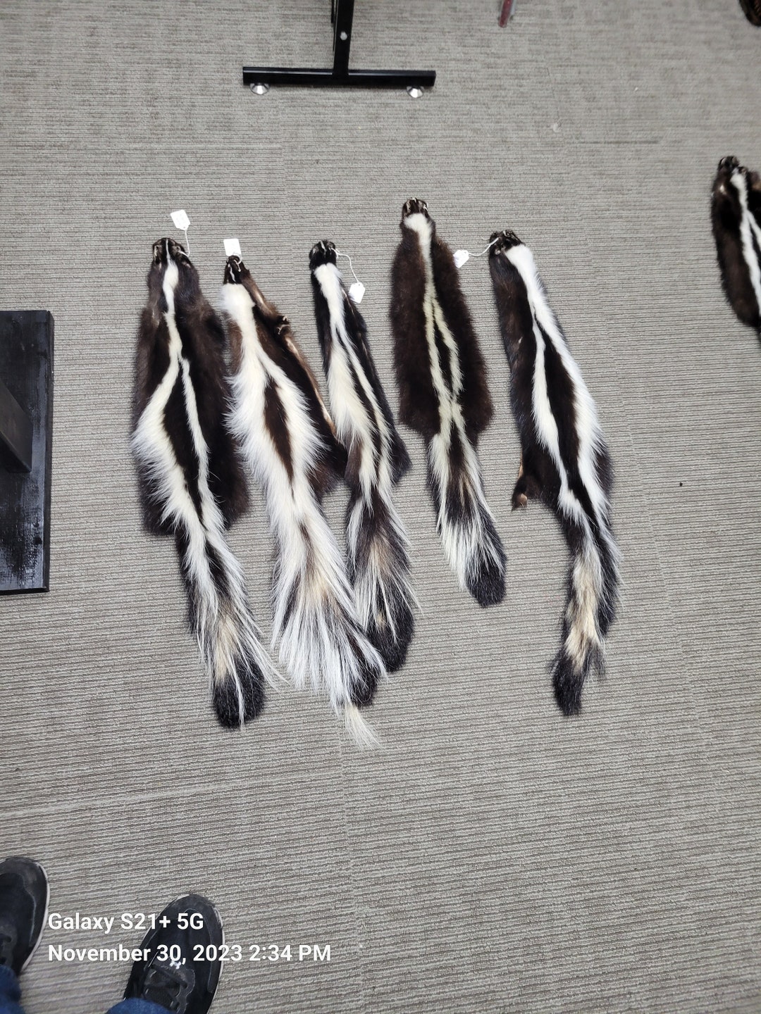 Tanned Skunk Pelts - Etsy