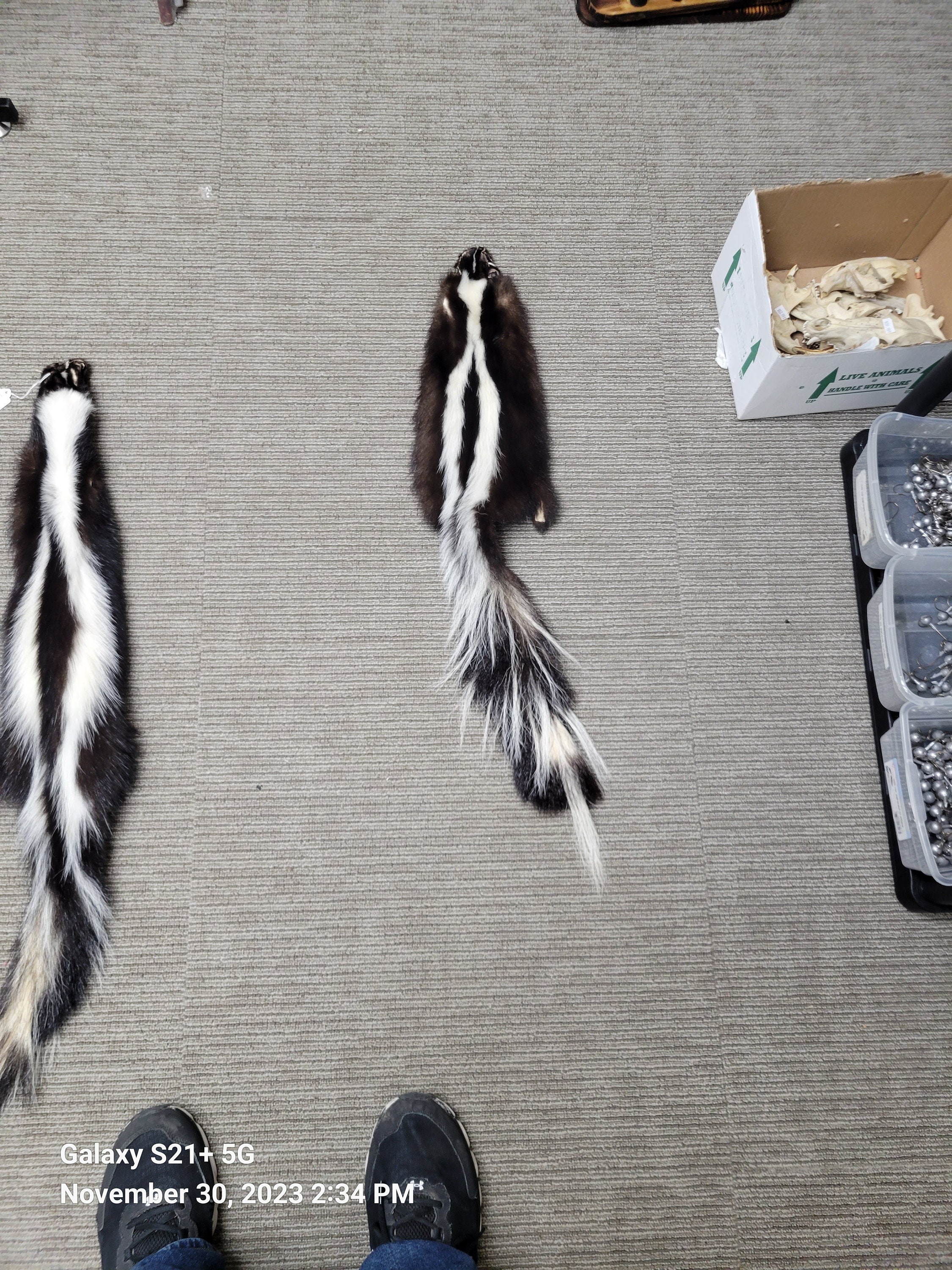 Tanned Skunk Pelts - Etsy