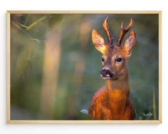 Rehbock Wald Poster Reh Leinwand Wald Reh Fotografie Natur Poster Geschenk Naturliebhaber Einzug Poster Reh Bock Leinwand Natur