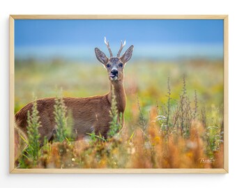 Rehbock Blumenwiese Poster Reh Leinwand Wiese Reh Fotografie Natur Poster Geschenk Naturliebhaber Einzug Poster Reh Bock Leinwand Natur