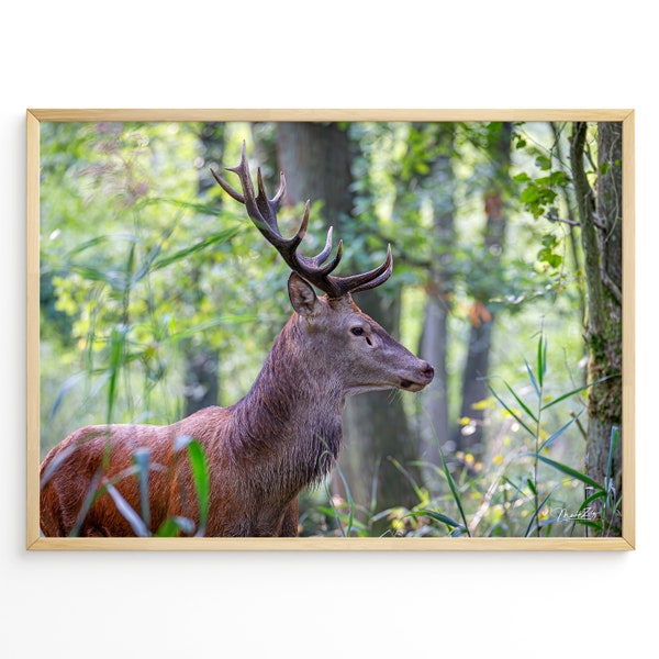 Rothirsch Wald Poster Hirsch Leinwand Wald Hirsch Fotografie Natur Poster Wald Geschenk Naturliebhaber Einzug Poster Rothirsch Wald Leinwand