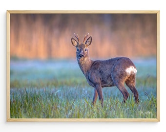 Rehbock Wiese Poster Reh Leinwand Wiese Reh Fotografie Natur Poster Geschenk Naturliebhaber Einzug Poster Reh Bock Leinwand Natur