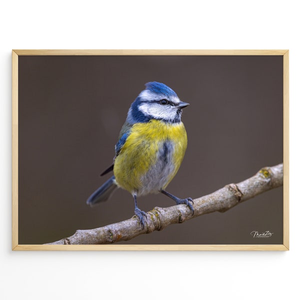 Blaumeise Poster Vogel Leinwand Fotografie Natur Poster Vogel Geschenk Naturliebhaber Einzug Poster Vogel Blaumeise Leinwand Natur