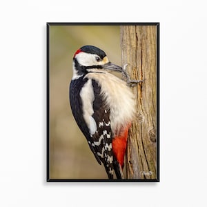Buntspecht Poster Vogel Leinwand Specht Fotografie Natur Poster Vogel Geschenk Naturliebhaber Einzug Poster Vogel Buntspecht Leinwand Natur