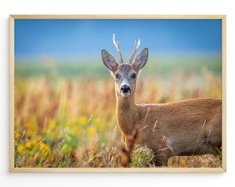 Rehbock Blumenwiese Poster Reh Leinwand Wiese Reh Fotografie Natur Poster Geschenk Naturliebhaber Einzug Poster Reh Bock Leinwand Natur