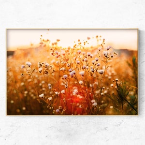 Wildbloemenveld bij zonsondergang foto op print of canvas, modern boerderijdecor, neutraal natuurfoto ingelijst canvas, wereldwijde gratis verzending