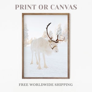 Reindeer photo on print or canvas, Neutral Christmas decor, Winter forest framed canvas, Fine Art Print, Photo Print, Worldwide Shipping