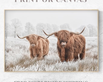 May include: Two brown Highland cattle stand in a snowy field. The cattle are facing the camera and have long, shaggy fur. The field is covered in white snow and frost.
