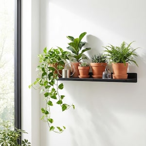 May include: A black metal shelf displays a collection of potted plants against a white wall. The plants include a variety of green foliage, such as ferns and trailing vines, in terracotta pots. A small metal watering can and a glass mister are also on the shelf.
