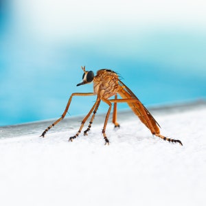 Robber Fly | Macro photography | Wildlife photography print | Exotic insect | Nature wall art | Bug photography | Instant Digital Download
