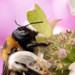 Bumble Bee | Macro photography | Wildlife photography print | Insect | Nature wall art | Bug photography | Digital download