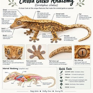 Op de afbeelding: Een educatieve infographic getiteld Crested Gecko Anatomy (Correlophus ciliatus) met een volledige illustratie van een bruine gekko met patronen en gelabelde lichaamsdelen, close-ups van de kop, voet, staart en oog, plus een intern anatomisch diagram en een lijst met snelle feiten, waaronder een volwassen grootte van 18-25 cm.