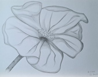 Bleistift Zeichnung "Blume" Din A3 29 x 42 cm Orginal Einzelstück Handgemalt Christina Stuiver