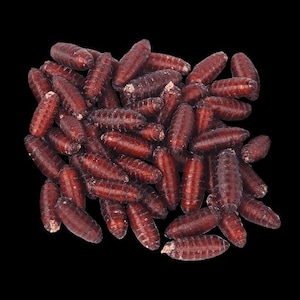 May include: A close-up of a pile of dried red mealworms. Mealworms are a popular food source for reptiles, amphibians, and fish.