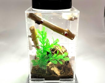 Led Rechargeable Top Light for Enclosure - for Jumping Spider