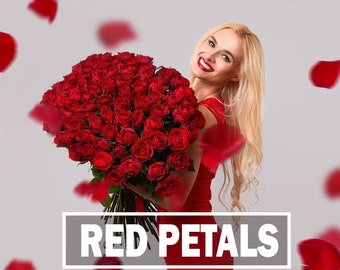 Falling Petals Overlay Red Rose Petals Overlays Valentine Photoshop Overlay Romantic Wedding Overlays Valentine's Day Digital Backdrops PNG