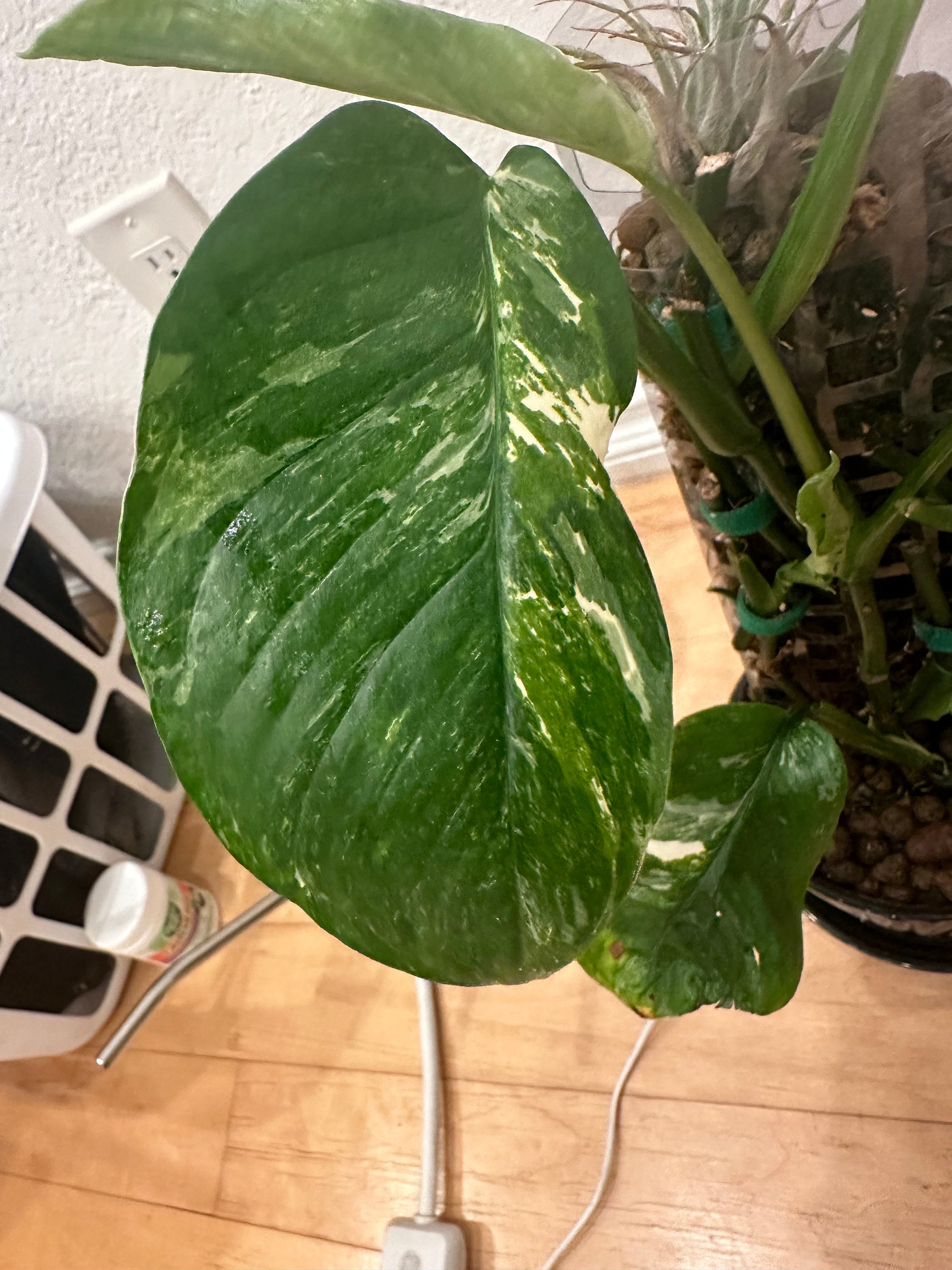 philodendron atabapoense variegated Philodendron Atabapoense Variegated - Rare Collector's Plant - Variegated  Philodendron v2 - Live Potted Plant