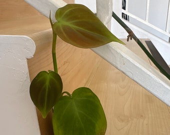 Large Mature Philodendron Camposportoanum - Etsy