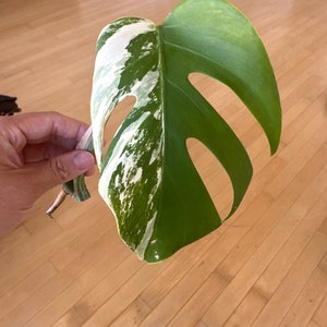 Variegated monstera albo high var 1 leaf cutting