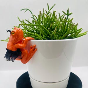 May include: A bright orange frog figurine with a yellow eye and a black mesh skirt, designed to hang from the rim of a white ceramic planter. The planter contains a green succulent plant with thin, branching stems, creating a decorative display.