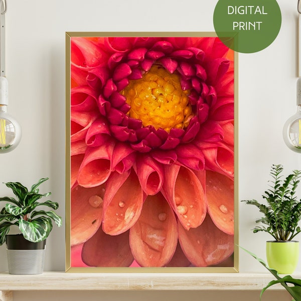 Pink Peach Dahlia Wall Art Print, Nature Photography, Floral Still Life Photo, Digital Download, Boho Decor, Macro Art Poster, Flowers