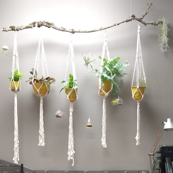 Unique Handmade Macrame Plant Hangers on Moss-Covered Branch - Office Space Decor