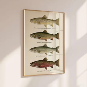 Op de afbeelding: Een ingelijste print met vier gedetailleerde illustraties van verschillende soorten forel. Het kunstwerk toont de Rocky Mountain-forel, mannelijke beekforel, meerforel en Canadese rode forel, elk met wetenschappelijke namen. De print heeft een gouden lijst.