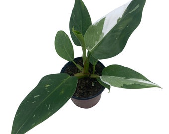 White Princess Philodendron - 4” Pot - Variegated, live plant, Lush, Elegant, Indoor Plant, Decor, gift, interior design