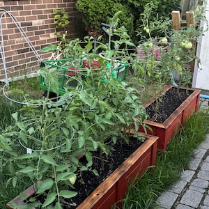 May include: Two red wooden raised garden beds with tomato plants. The beds are filled with dark soil and surrounded by green grass. A green garden cart is visible in the background.