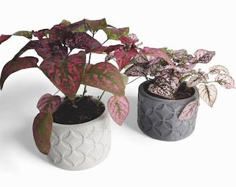 Olla - Waterproof concrete planter Ø=10 cm | Flower pot | Planter | Grey & Anthracite | Handworkz