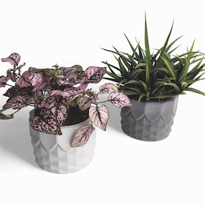 Könnte beinhalten: Zwei Topfpflanzen vor weißem Hintergrund. Eine Pflanze hat rosa und grün gesprenkelte Blätter in einem weißen geometrischen Topf. Die andere Pflanze hat grüne, stachelige Blätter in einem grauen geometrischen Topf. Die Töpfe haben ein strukturiertes, dekoratives Design.