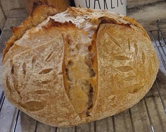 Sourdough Starter