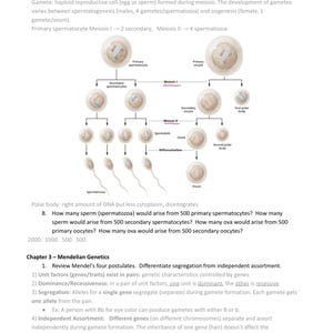 May include: Diagram illustrating gamete development, including primary and secondary spermatocytes and oocytes. The text explains meiosis and Mendelian genetics, with questions about sperm and ova production.