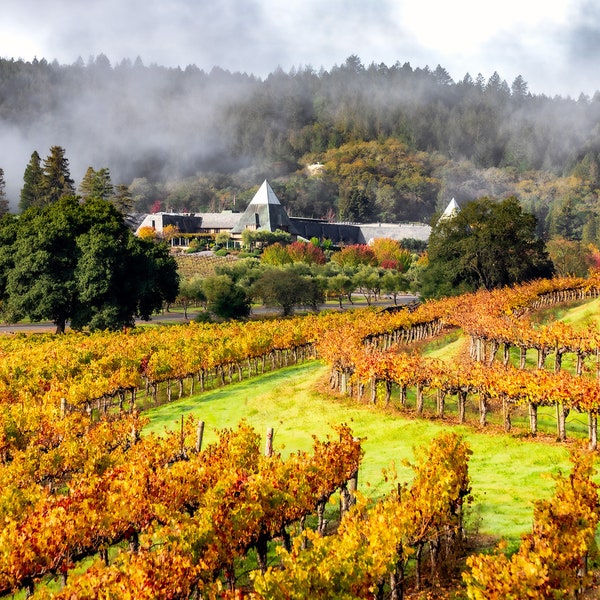 Fall Season Wine Country Photography Print