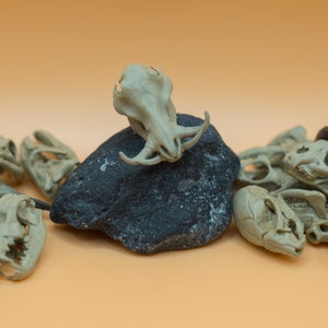 1/12 Scale Warthog Skull Handmade 3D Painted Animal Skull Miniature Decoration Cool Gift Magnet Custom Colour