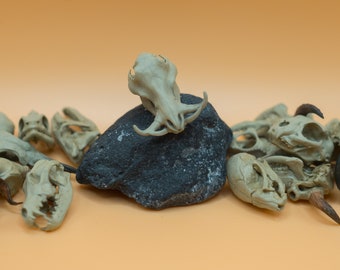 Handmade 1/12 Scale Warthog Skull: 3D Painted Miniature Decoration