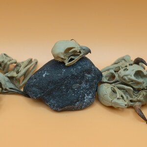 May include: A collection of small, white animal skulls, including a bird skull on top of a dark grey rock. The skulls are arranged on a light orange surface.