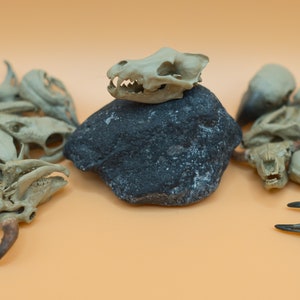 May include: A collection of animal skulls in various sizes and shapes, with a prominent skull resting on a dark gray rock. The skulls are beige and arranged on an orange background, creating a unique display.
