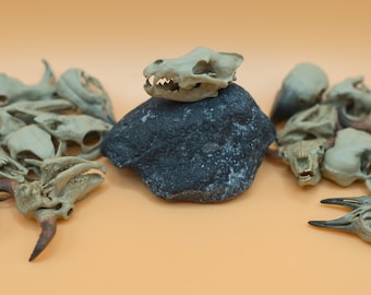 Hand-Painted 3D Print Wolf Skull Replica: Miniature Bone Decor