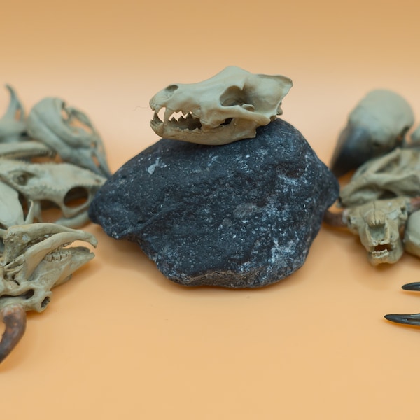 Hand-Painted 3D Print Wolf Skull Replica: Miniature Bone Decor