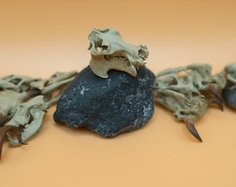 Handmade 3D Printed Hippopotamus Skull Replica: 1/24 Scale Animal Decor