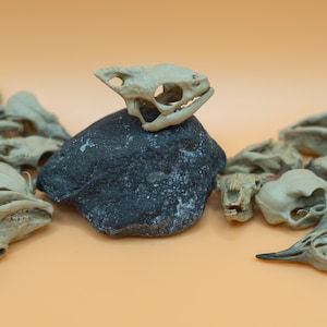 1/3 1/1 Scale Panther Chameleon Skull Miniature Hand Painted 3D Small Decoration Tiny Skull Dollhouse Gothic Oddities and Curiosities Gift