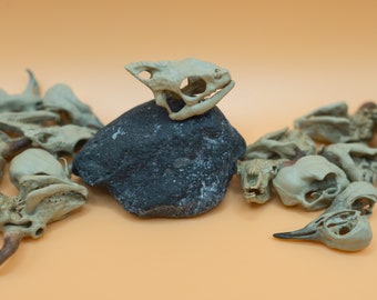 1/3 1/1 Scale Panther Chameleon Skull Miniature Hand Painted 3D Small Decoration Tiny Skull Dollhouse Gothic Oddities and Curiosities Gift