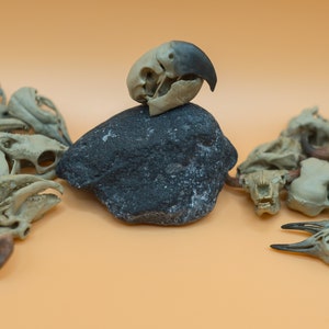 Puede incluir: Una colección de pequeños cráneos de pájaros beige, algunos con picos, están dispuestos sobre una superficie naranja claro. Un cráneo de pájaro gris más grande con un pico negro se sienta encima de una roca gris oscura.