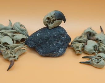 Handbemalter Miniatur-Ara-Schädel: 3D-Druck-Tierdekoration