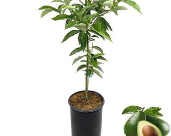 HASS Avocado Tree, 1 - 2 Ft. - Indoor/Outdoor Potted Avocado Tree to Grow Your Own