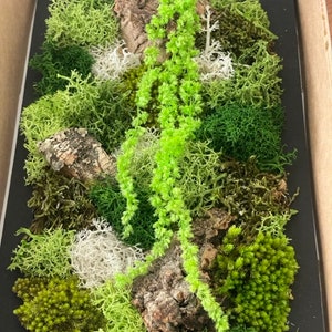 May include: A framed moss wall art piece with a variety of green moss types, including preserved reindeer moss, sheet moss, and preserved fern. The moss is arranged on a black background with a piece of cork bark.