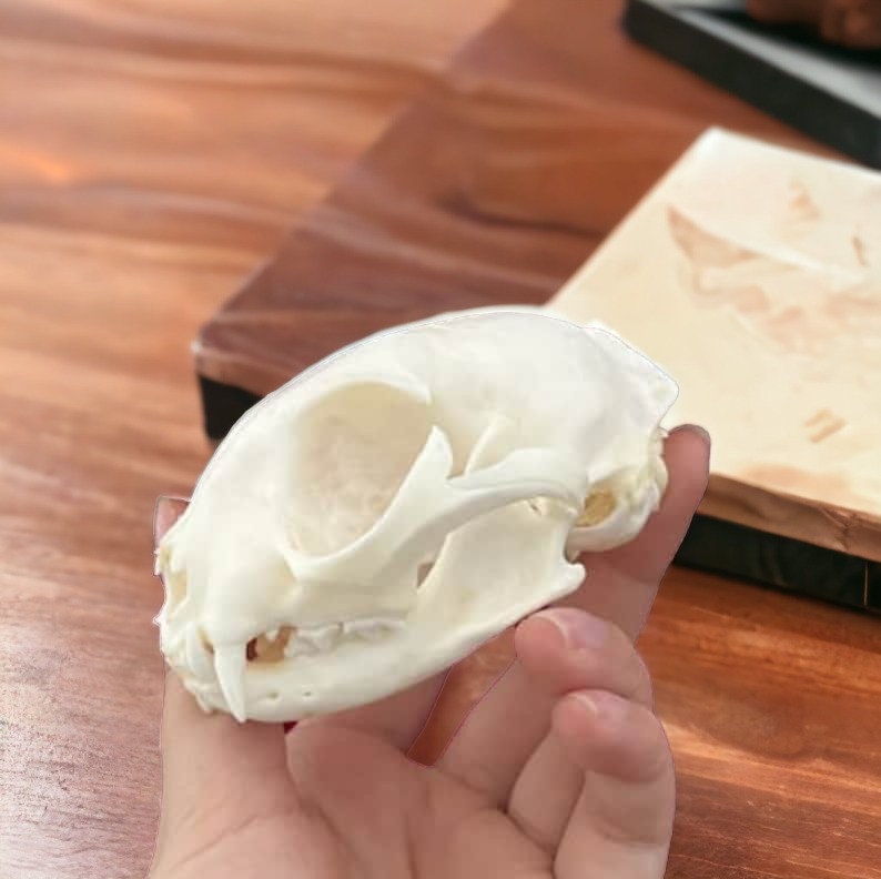 Taxidermy Real Animals Skull Decor - Animal Bones - Want It All