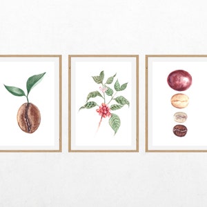 Conjunto de impresiones botánicas de granos de café, arte de acuarela para amantes del café, arte mural de café imprimible, impresiones para la sala de estar, póster de acuarela para la cocina