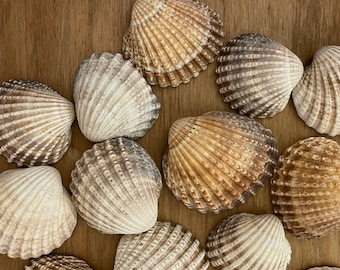 Tiny Mini Small Seashells Variety Lot for Crafting, DIY, Beach, Coastal Themed